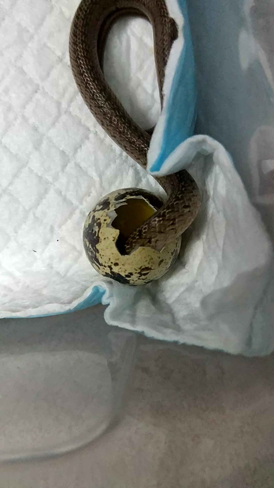 台湾小头蛇吃食蛋液