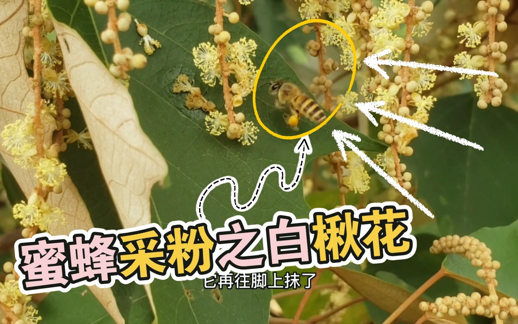 原来蜜蜂这样采粉,蜜蜂粮食之白楸花哔哩哔哩bilibili