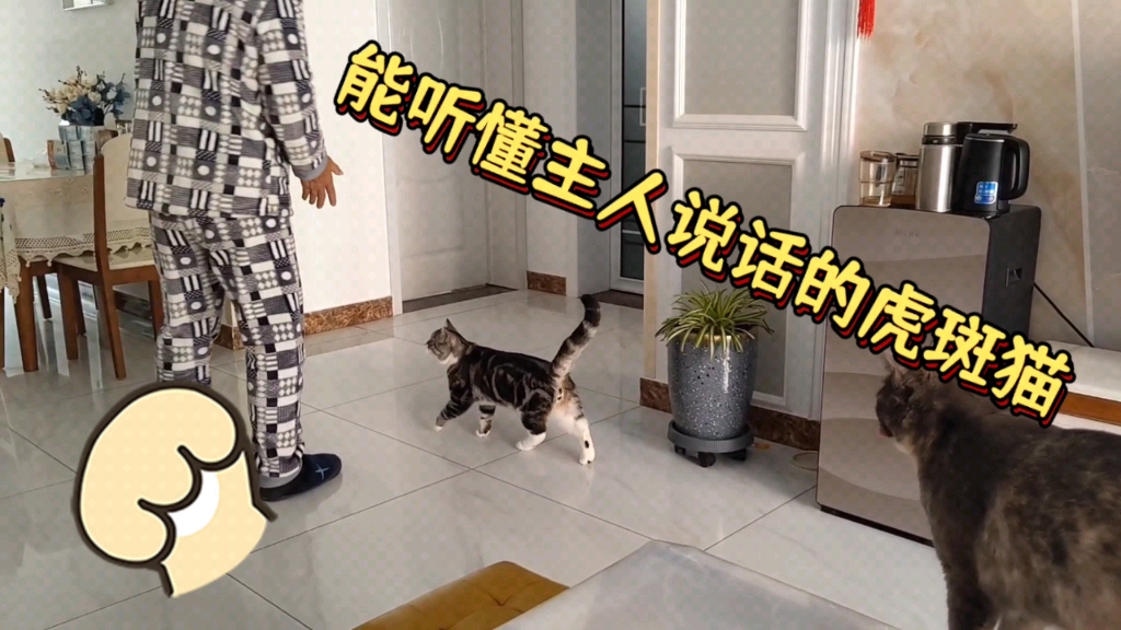 虎斑猫真聪明,养的时间长了,能听懂主人说的话!哔哩哔哩bilibili