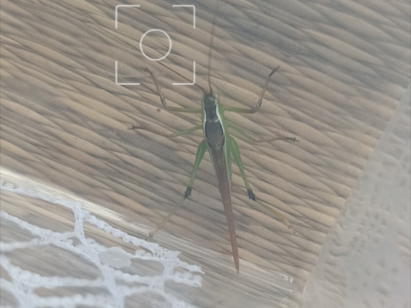 原来你是草螽,昨天我还想着这似织螽大小对不上