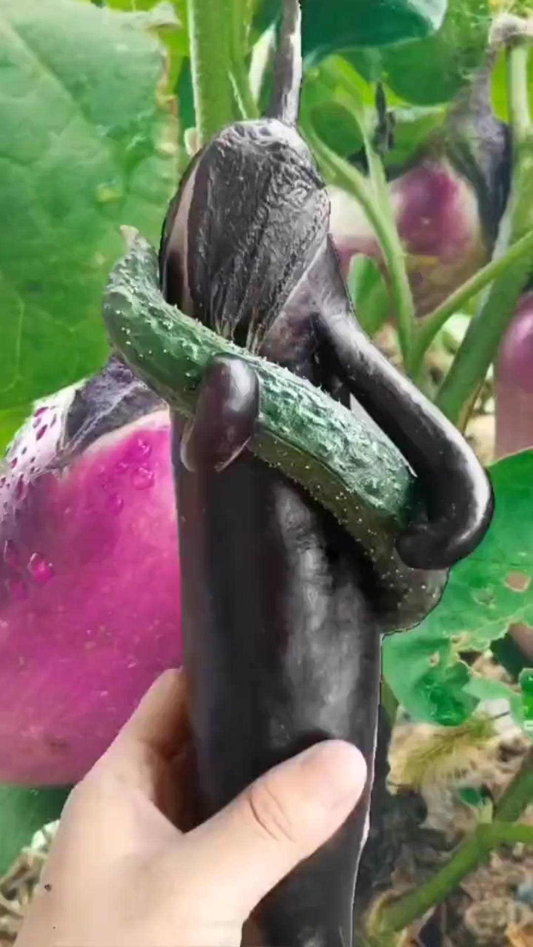 这到底是茄子串了种,还是黄瓜长错了样