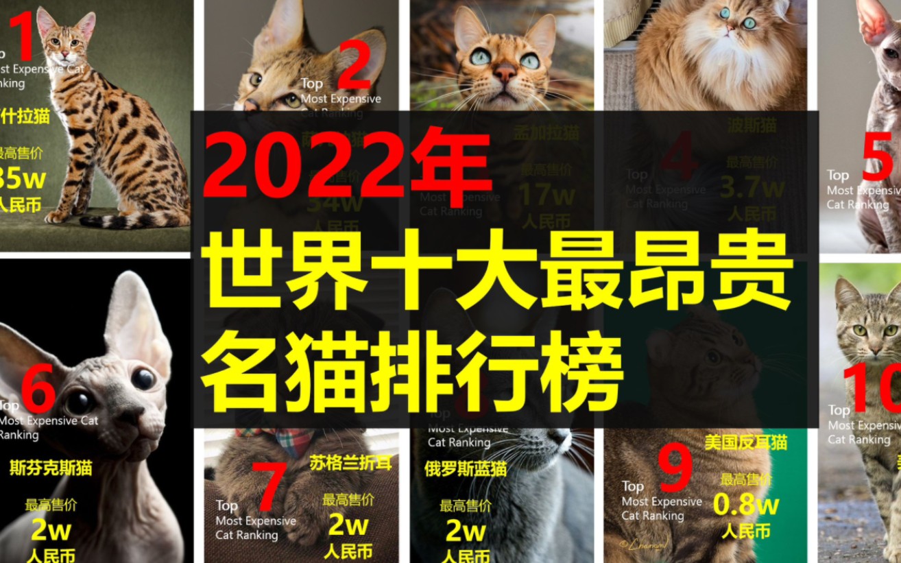 2022年,世界十大最昂贵猫咪排行榜!哔哩哔哩bilibili