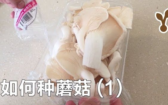 家庭环境如何种蘑菇教程1 切片培养 (平菇/鲍鱼菇/oyster mushroom)哔哩哔哩bilibili