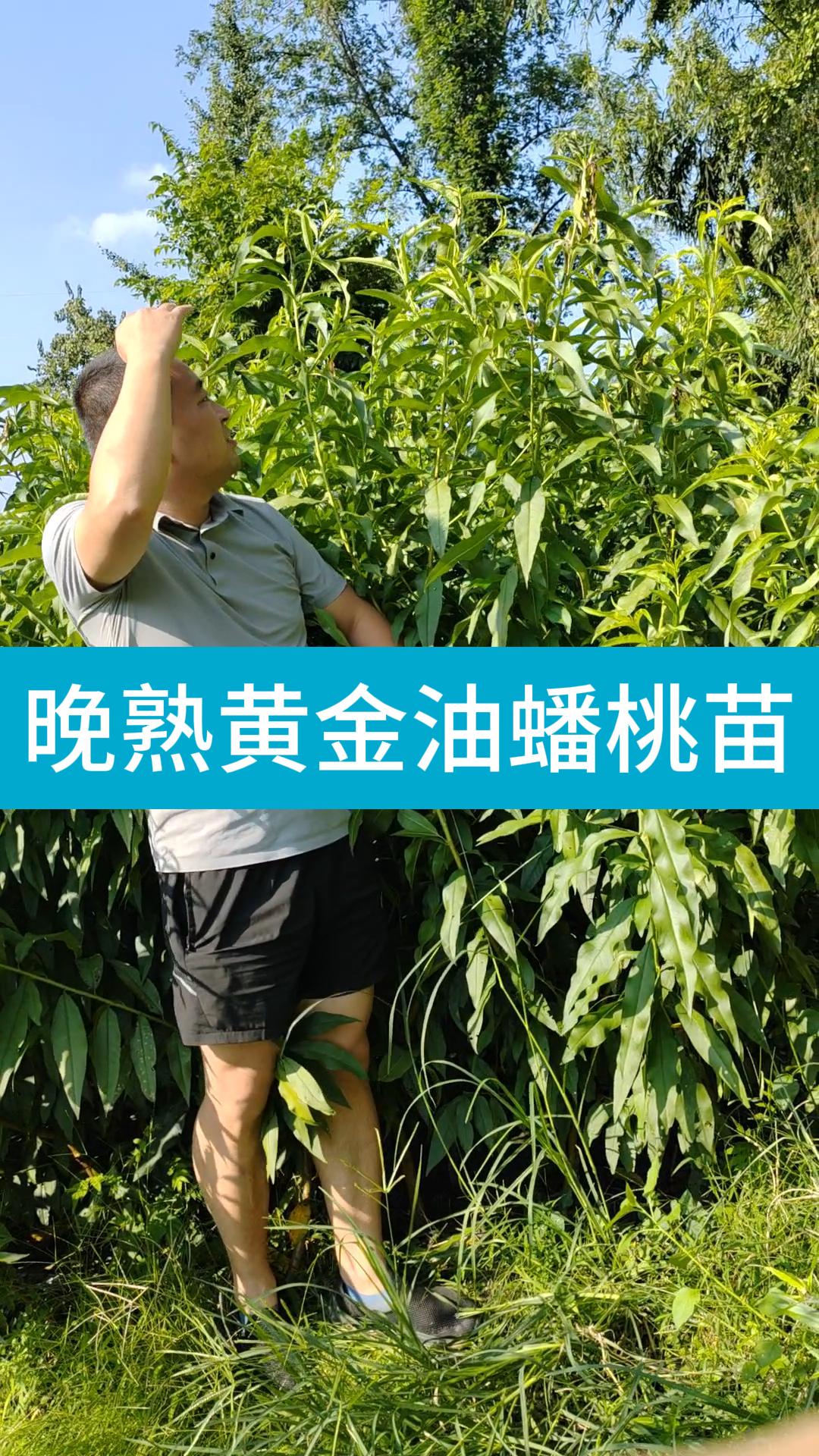 晚熟黄金油蟠桃苗