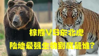 虎熊之争 东北虎vs乌苏里棕熊 战绩篇 哔哩哔哩 Bilibili
