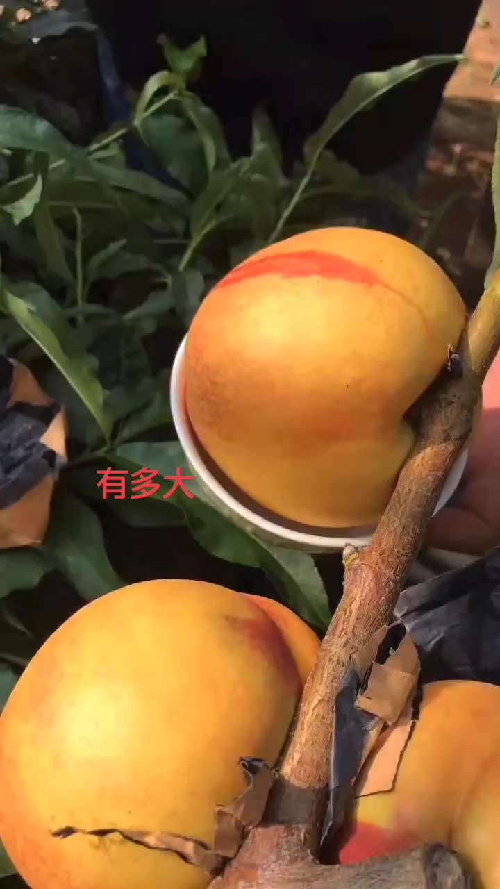 红光28油桃品种介绍图片