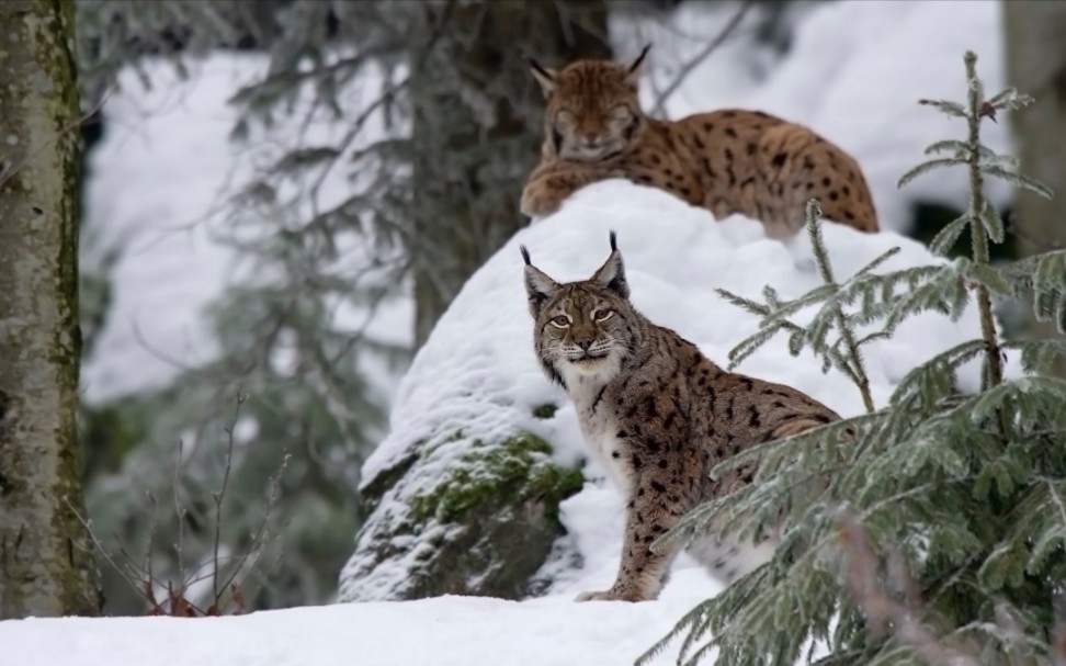 猞猁捕猎,大小通吃.