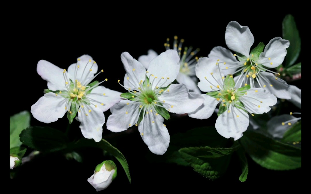 魅力中草药每日一药之郁李仁