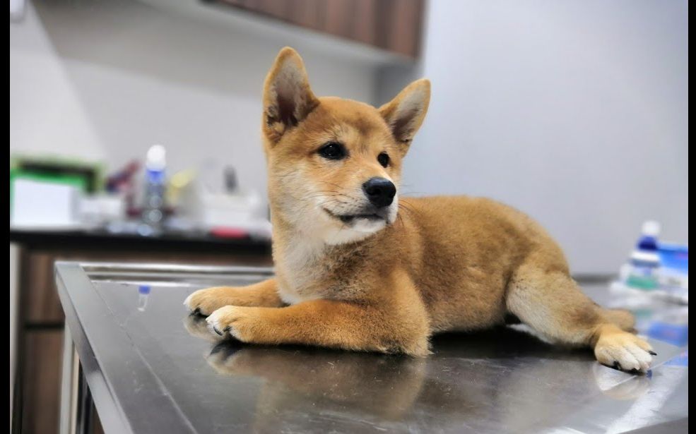 shiba inu puppy went for 2nd vaccine 【柴犬奶茶】