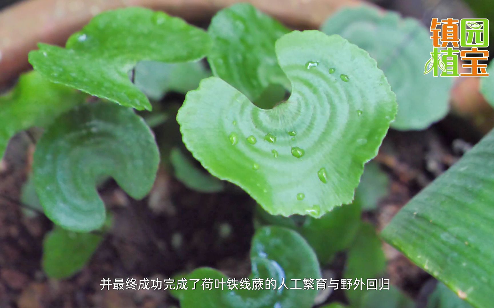 【镇园植宝】中国科学院武汉植物园“镇园植宝”——荷叶铁线蕨哔哩哔哩bilibili