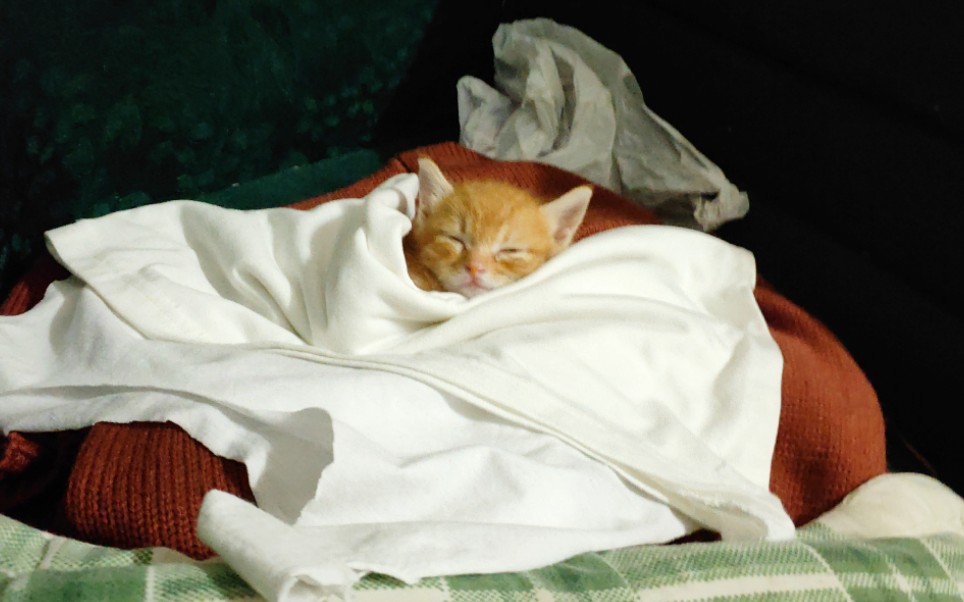 【橘猫】困了的小奶猫迷迷糊糊的样子真的可爱的让人心都化了
