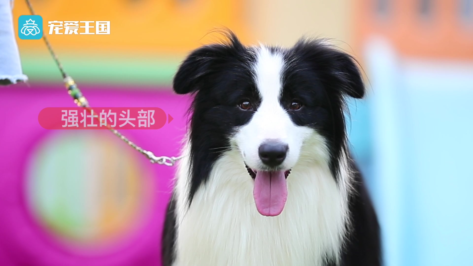 带你了解纯种犬之边境牧羊犬哔哩哔哩bilibili