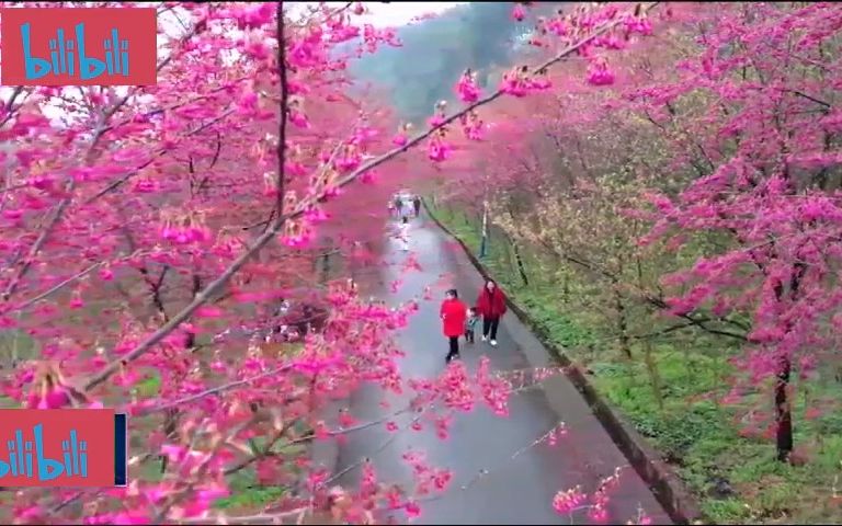 风景欣赏,一些花朵哔哩哔哩bilibili