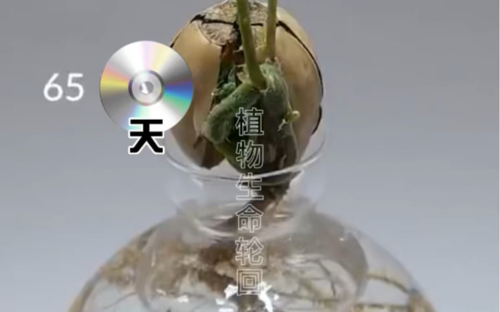 [图]植物的生命轮回