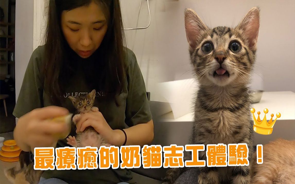 新手奶猫褓母日记帮小猫洗澡洗到一半突然大便了❗feat. 日日好食光(猫咪浪浪志工)|搬运哔哩哔哩bilibili