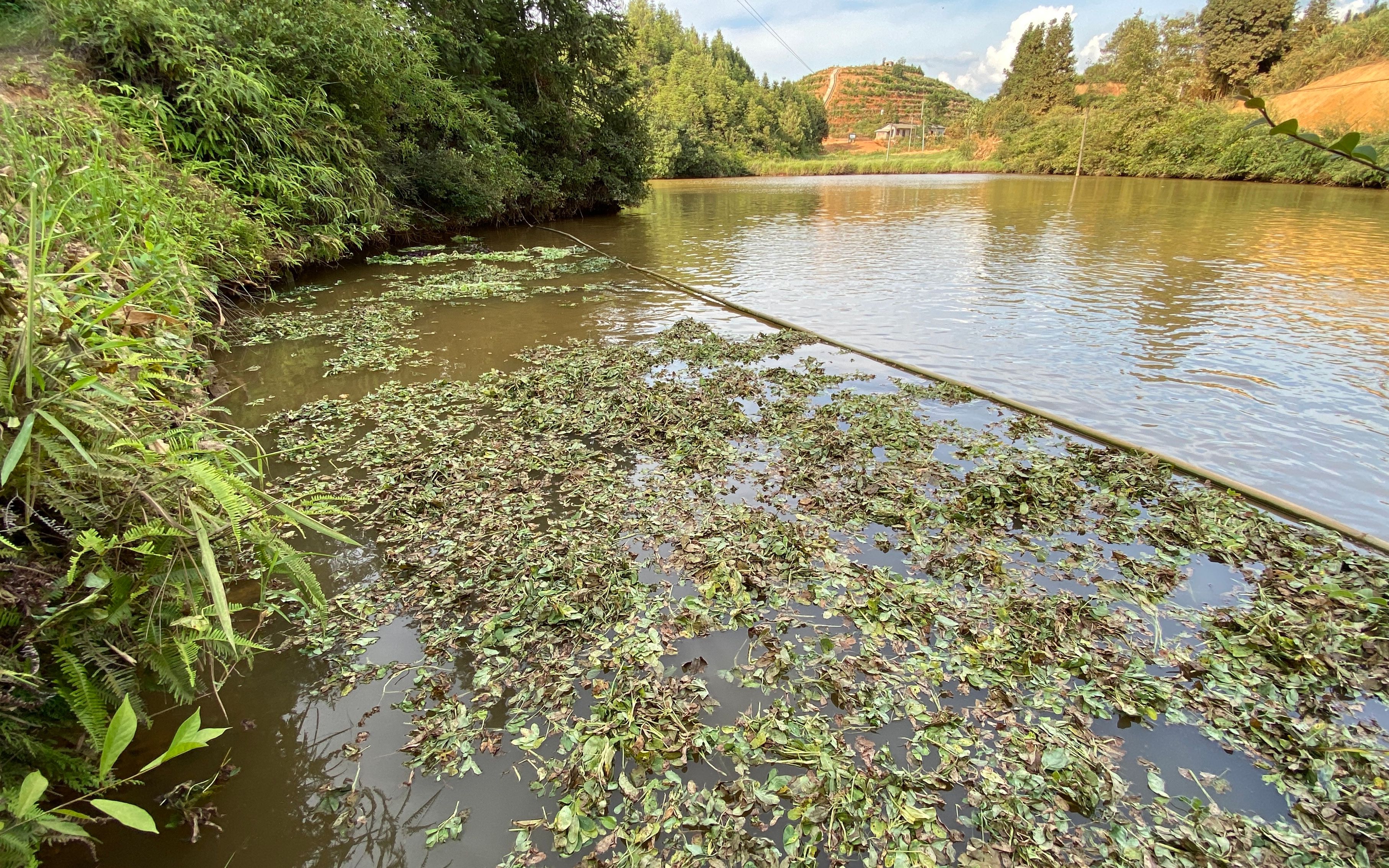 鱼塘养鱼第94天,小伙给草鱼准备了菜叶,第一次见鱼这样吃菜