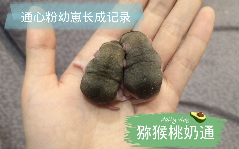 活动  通心粉鼠幼崽北非肥尾沙鼠成长记录 day15