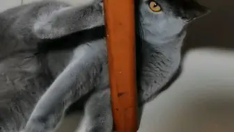 胖蓝猫从膀胱抽出一升血尿，原因是因为心情不好？_哔哩哔哩_bilibili