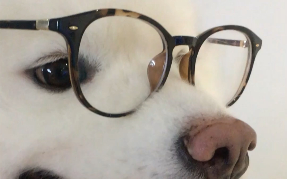 喜欢戴眼镜的萨摩耶!