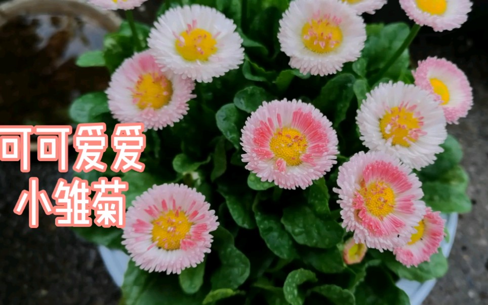 【种植笔记】可可爱爱小雏菊哔哩哔哩bilibili