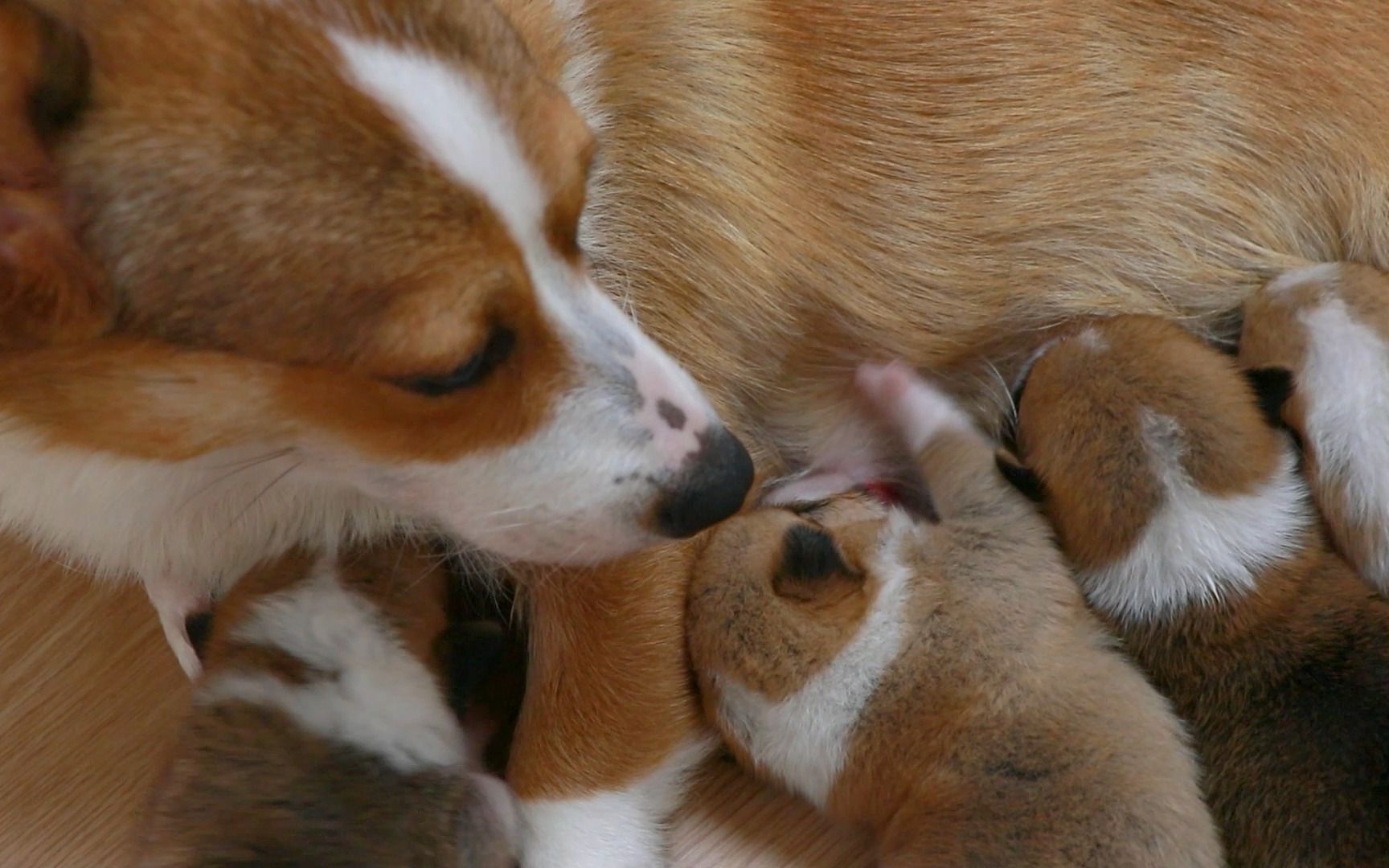 狗妈妈照顾宝宝,忙得满头大汗,而狗爸爸却躲在一旁睡大觉?