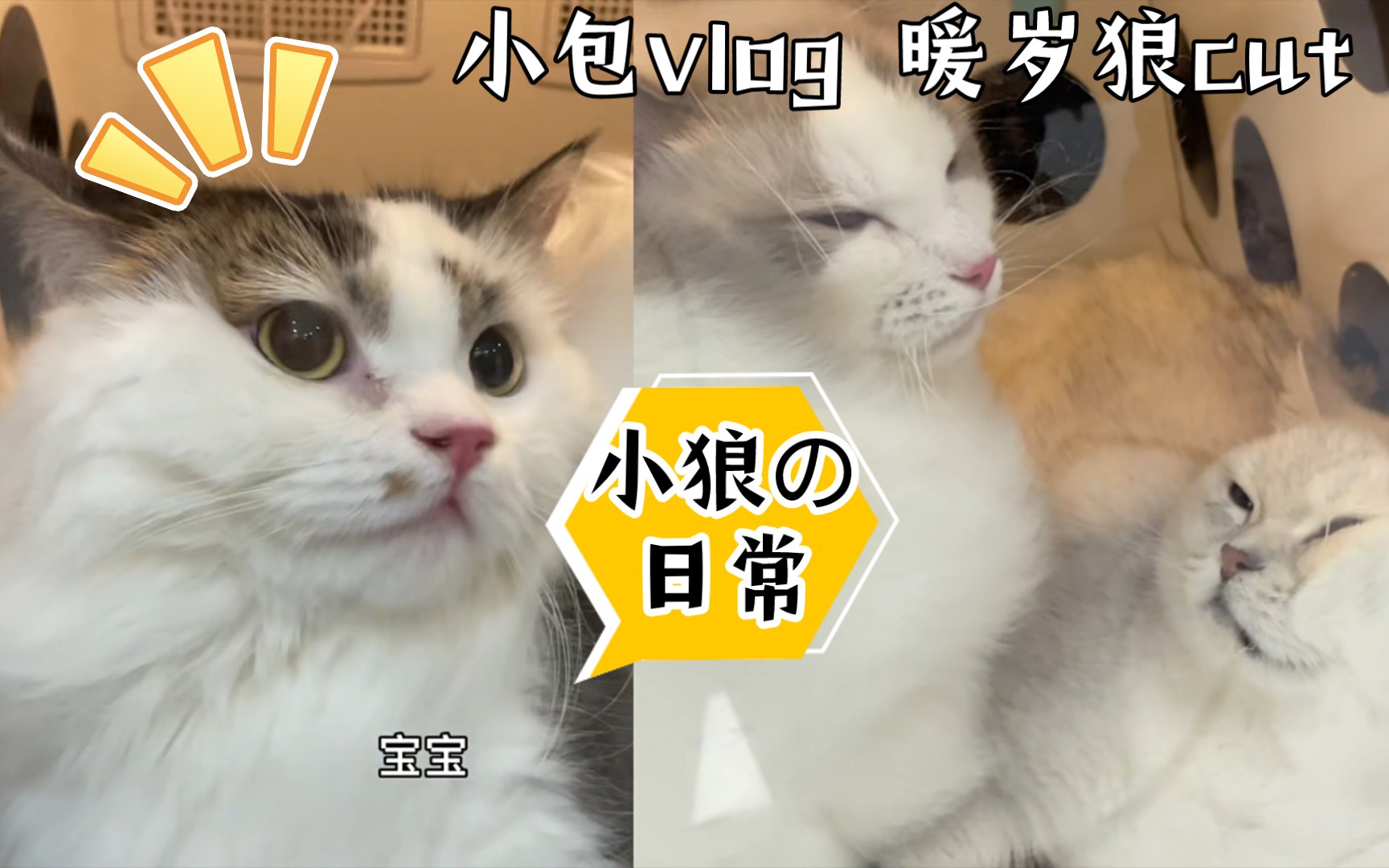 snh48暖岁狼小小智慧是小狼狼暖抢饭不敢出远门怎么会有这么乖乖洗澡