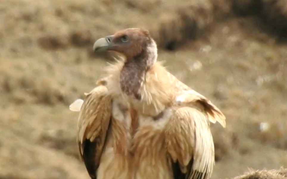 高山兀鹫帅气大型猛禽飞的最高的鸟类之一