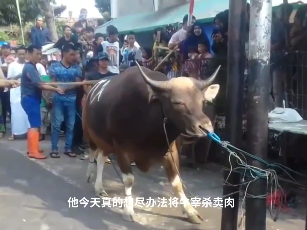 农村牛面壁思过的图片图片