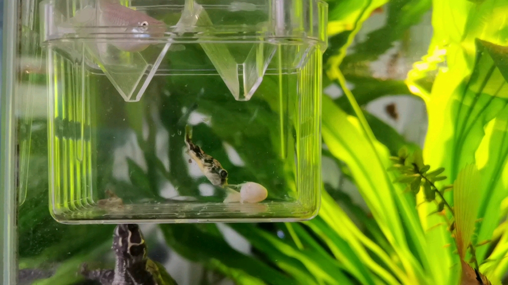 2公分斑马狗头苗子干饭