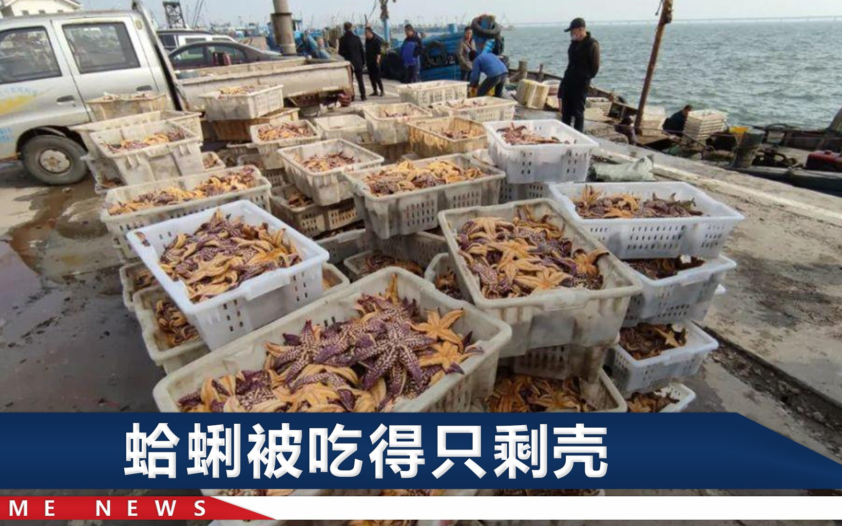 青岛胶东湾海星成灾蛤蜊养殖户痛并无奈这玩意一斤才卖4块钱