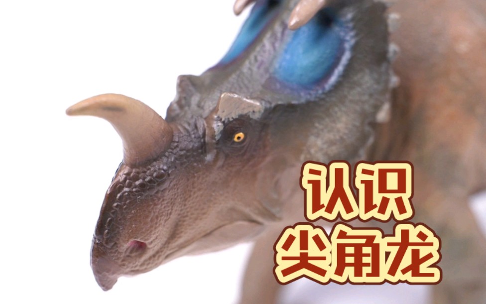 认识尖角龙