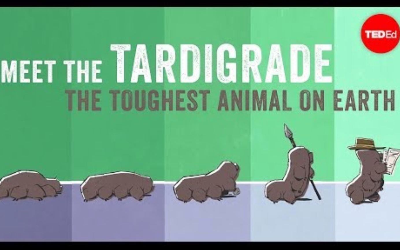 【TedED】水熊虫:地球上最坚硬的动物 Tardigrade The Toughest Animal On Earth哔哩哔哩bilibili