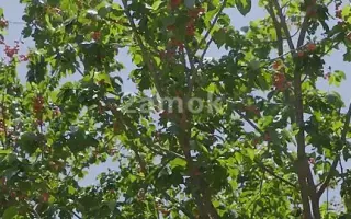果园里的樱桃成熟-摘樱桃视频素材素材网凌晨两点素材网
