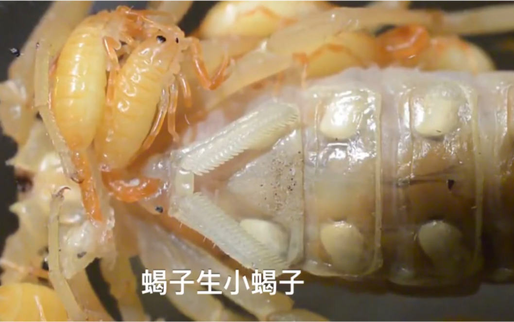 【蝎子】蝎子生小蝎子,原来不是产卵啊!