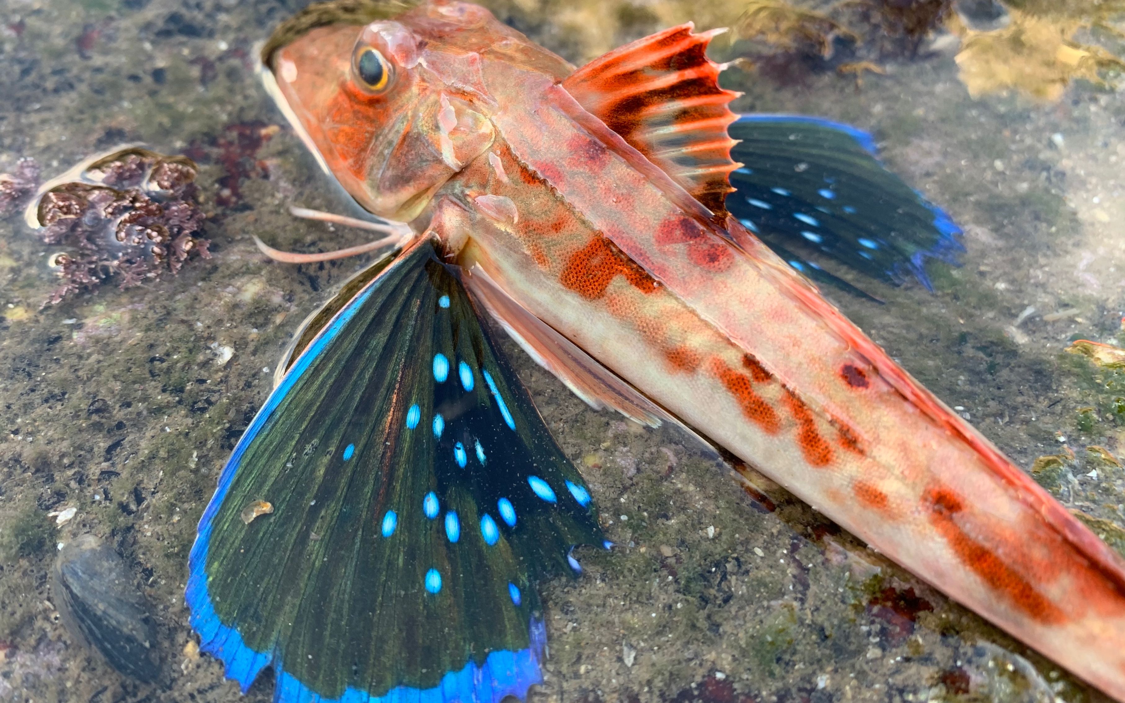 赶海遇到一群河豚,还有漂亮的红娘子鱼,都被丁丁这样处理了