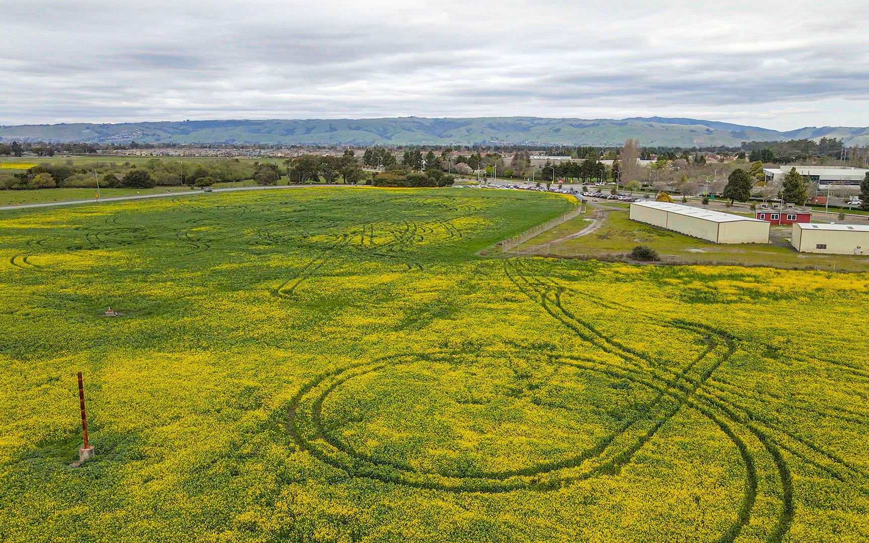 [图]【4KHDR】春暖花开 - 油菜花香 - Coyote Hills Regional Park