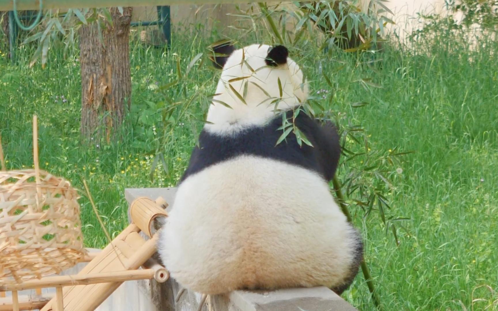 【大熊猫】搞笑天后喜乐 这样的大白屁股 是你们喜欢的类型吗?