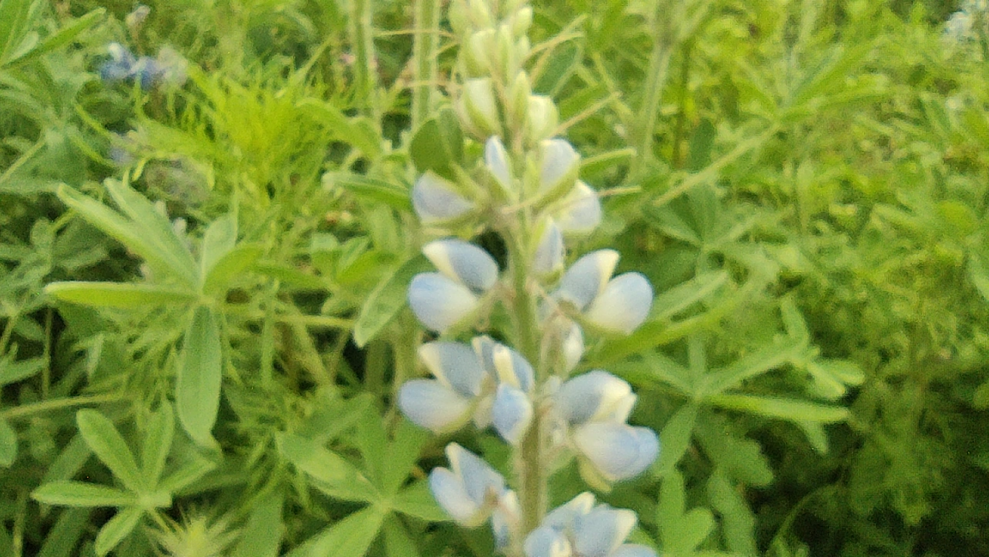 [图]鲁冰花开 蜜蜂忙