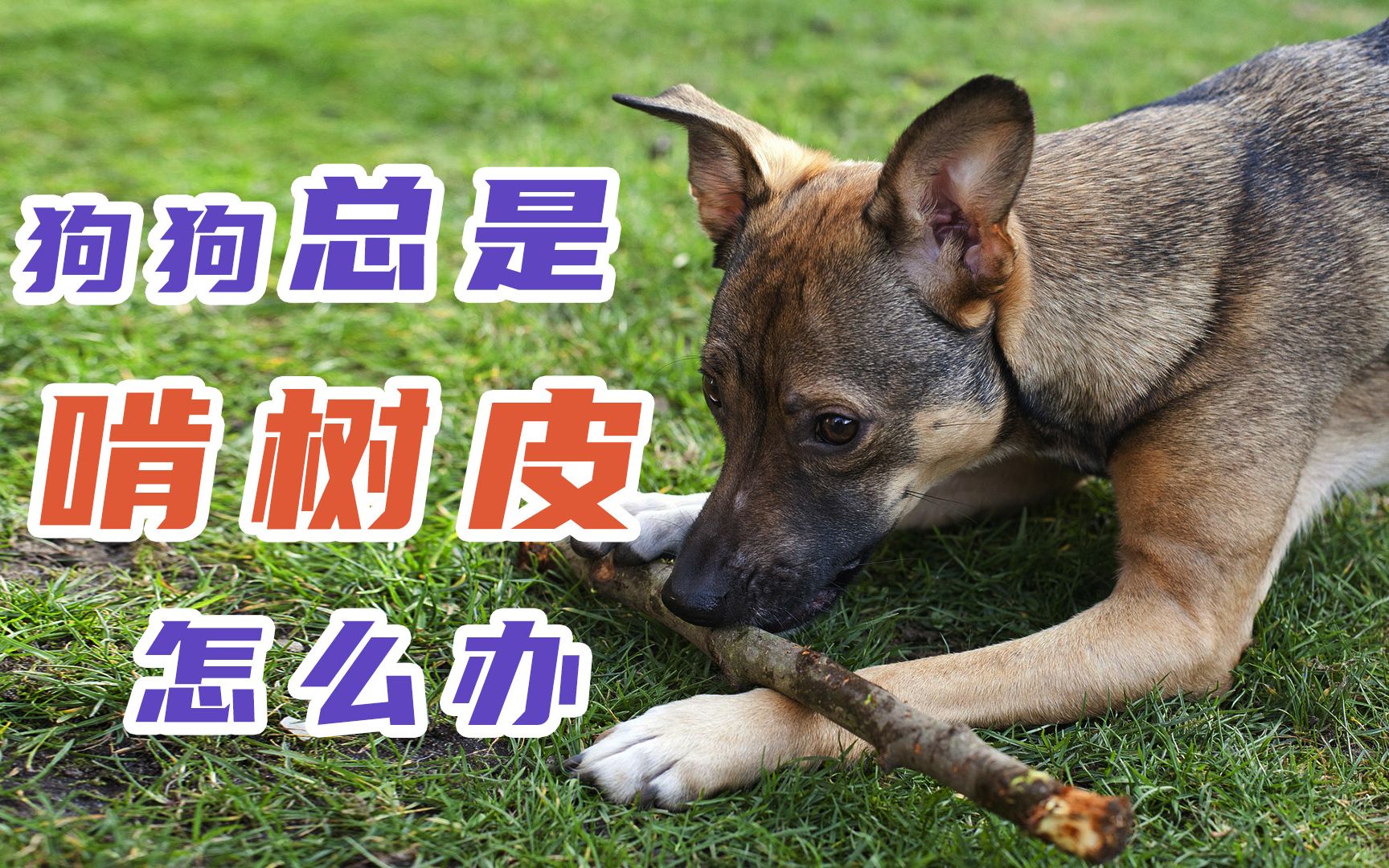 狗狗总是啃树皮怎么办_哔哩哔哩 (゜-゜)つロ 干杯~-bilibili