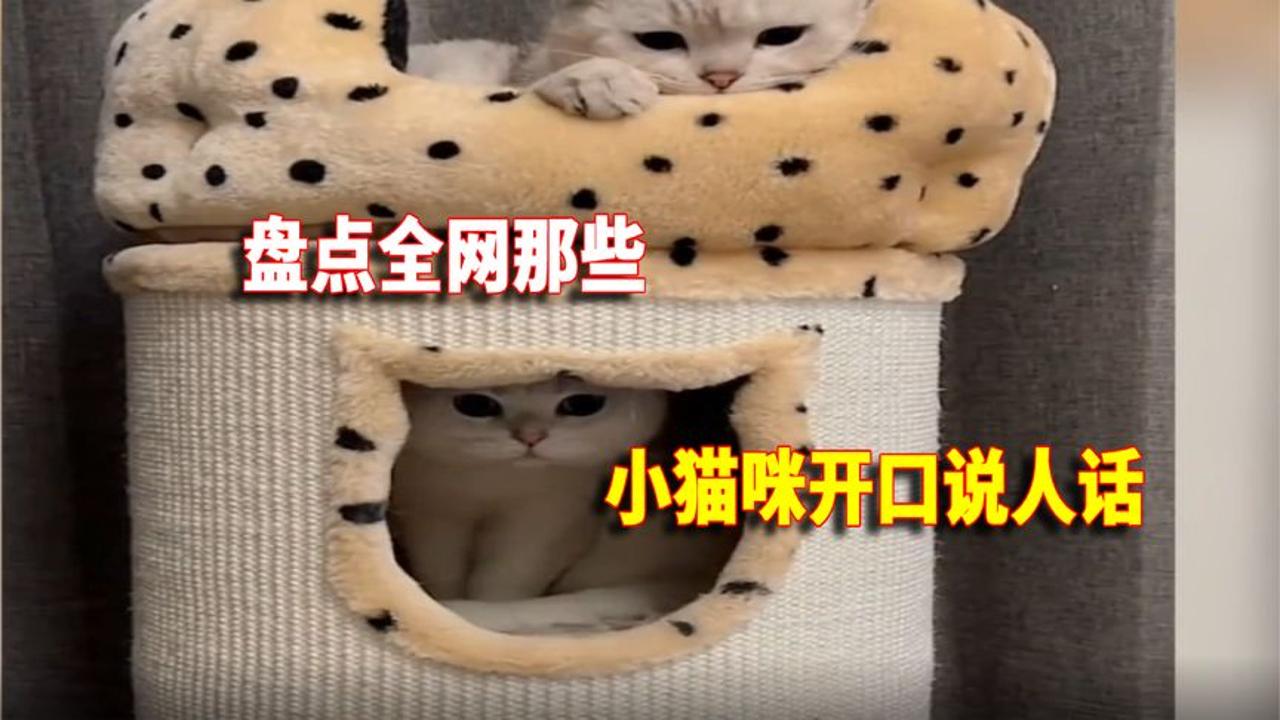 [图]盘点小猫咪开口说人话：语出惊人，出口国粹，让铲屎官哭笑不得