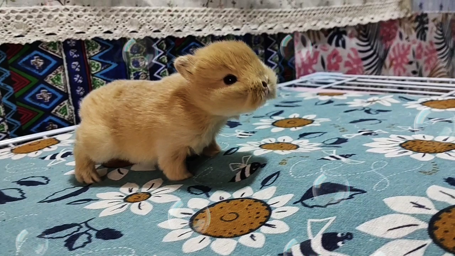 小奶兔第一次走路时什么样子的