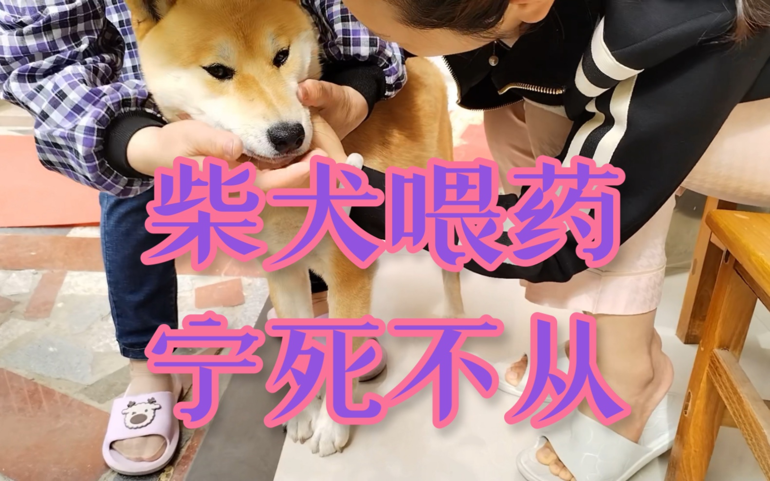 生病柴犬不吃饭,强行喂药,掰开嘴硬塞!