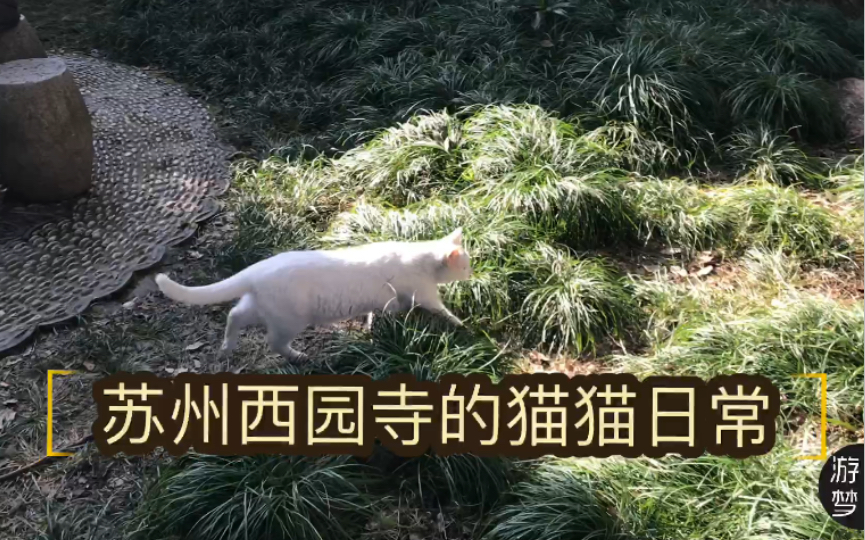 [图]苏州西园寺的猫猫日常