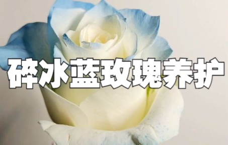 【鲜花养护】碎冰蓝玫瑰哔哩哔哩bilibili