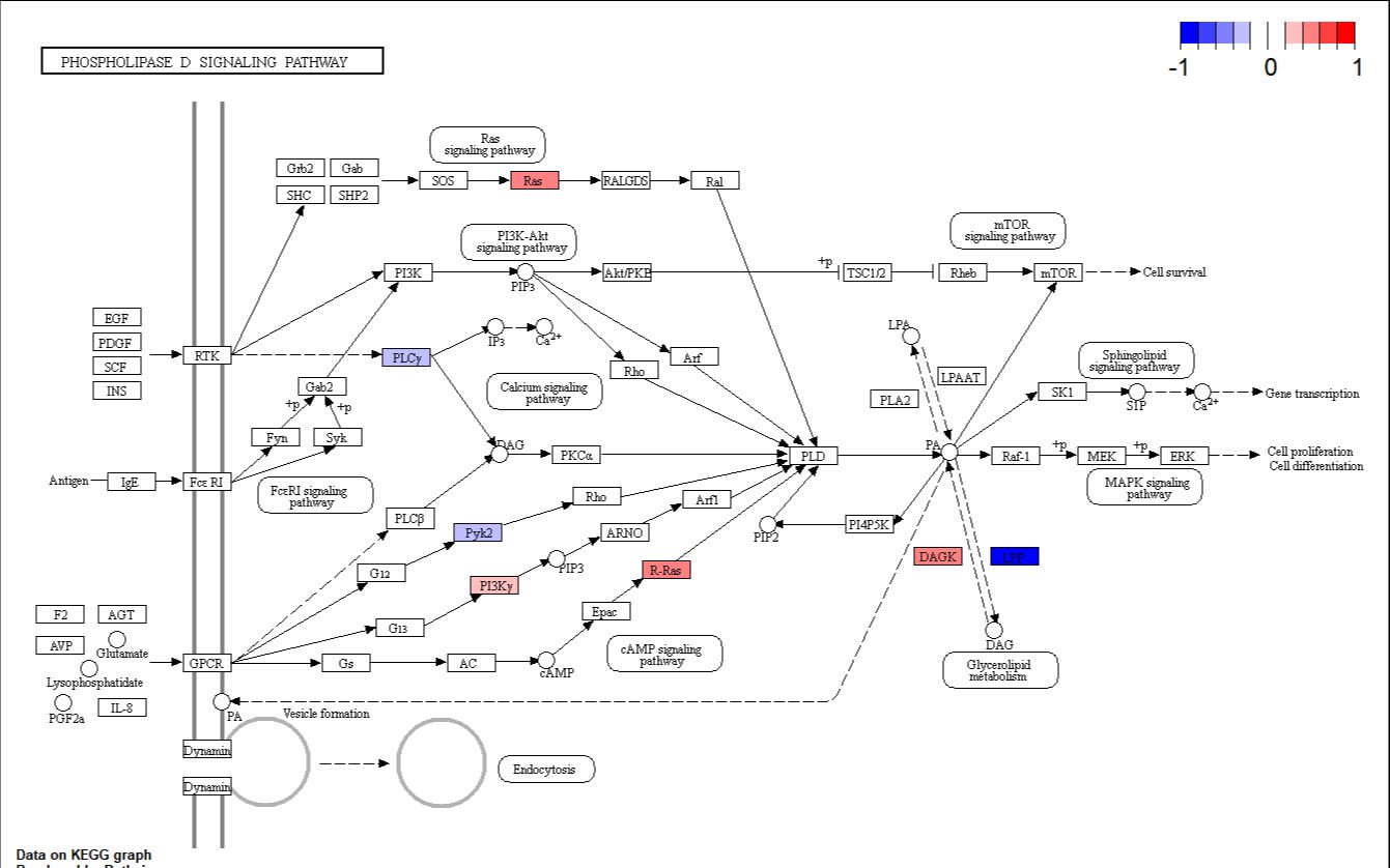 [图]KEGG通路图：基因logFC通路图标记自定义颜色简单实现（R语言）