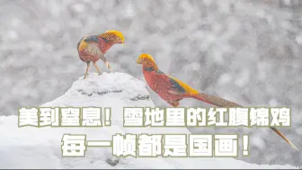 Download Video: 美到窒息！雪地里的红腹锦鸡每一帧都是国画！