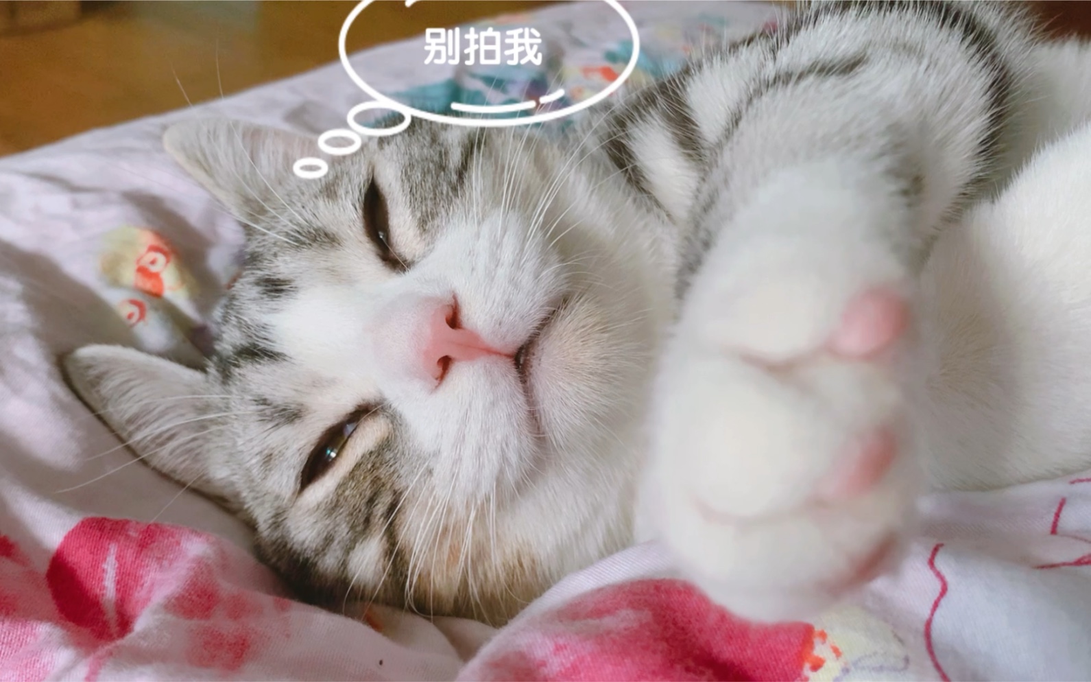 小猫咪睡觉觉的样子真可爱很治愈哦,可怎么感觉姿势向僵尸呢.