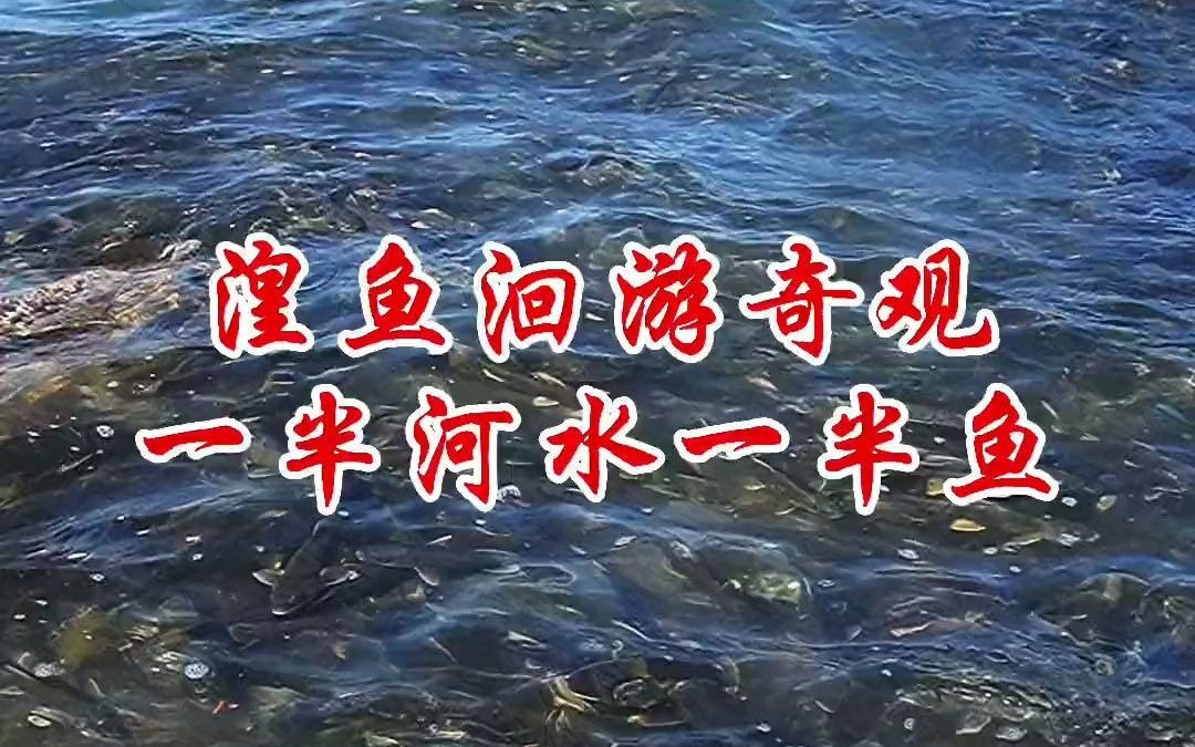 [图]青海湖湟鱼洄游高峰期