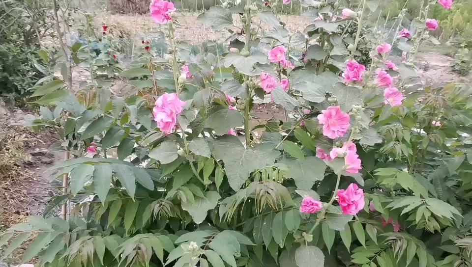 [图]大学生的田园生活 梅子金黄杏子肥，麦花雪白菜花稀。日长篱落无人过，惟有蜻蜓蛱蝶飞