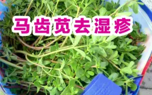 得了湿疹就用它，yyds的好用，马齿苋熬水湿敷，在涂乳膏